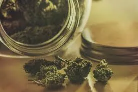Comment conserver vos fleurs de chanvre CBD ?