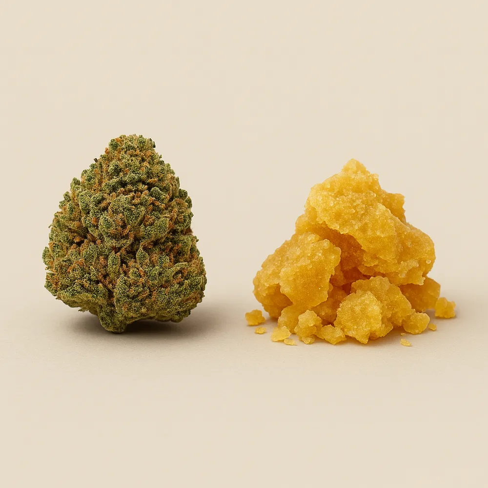 fleurs et extraction CBD