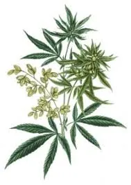 Le chanvre, une plante merveilleuse contenant du CBD (fleurs CBD et ré