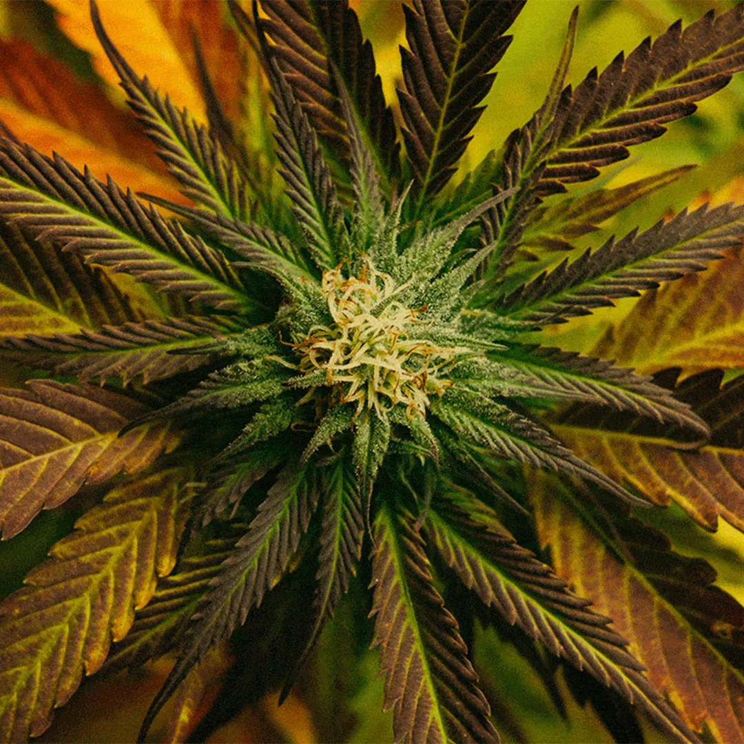 L'effet entourage: CBD, CBN, CBG ...