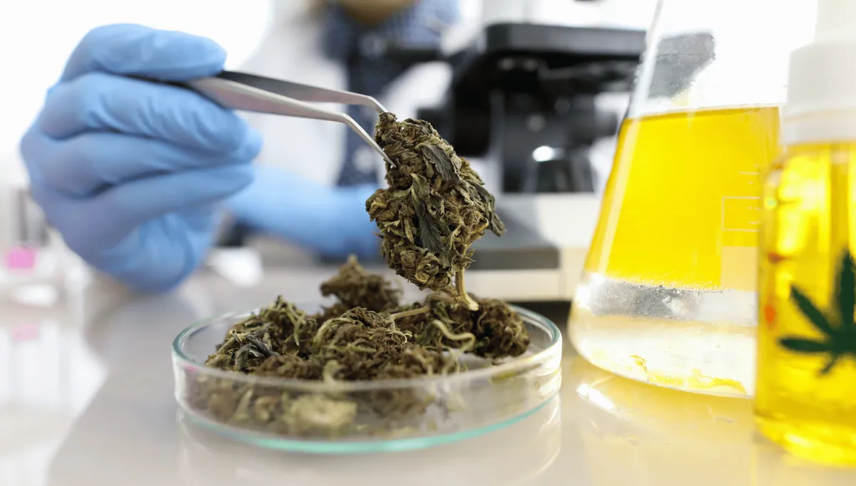Pourquoi deux produits avec le même taux CBD n'ont pas le même effet