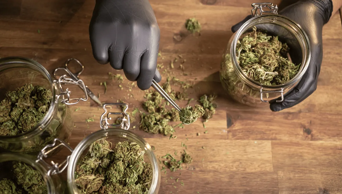 Les techniques de séchage des fleurs de CBD et leur impact sur la qualité