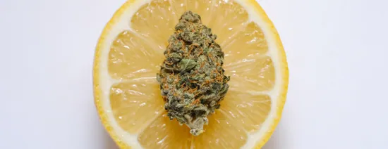 Qu’est-ce que la Banana Kush ? Origines et caractéristiques — illustration