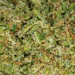 Alien Kush ‍ — fleur de CBD hydroponique — vue 2 sur 3