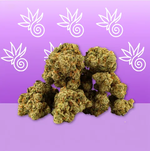 Amnesia — fleur de CBD hydroponique — vue principale