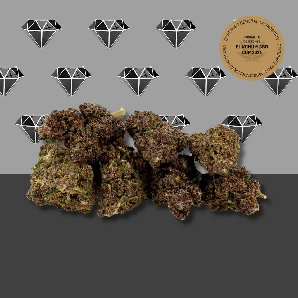 Black Diamond — fleur de CBD greenhouse — vue principale