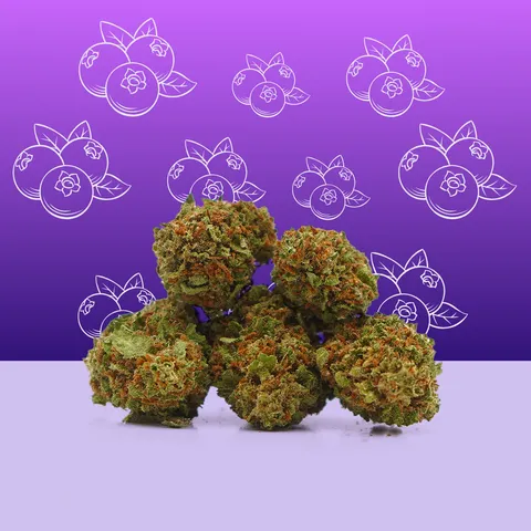 Blueberry — fleur de CBD greenhouse — vue principale
