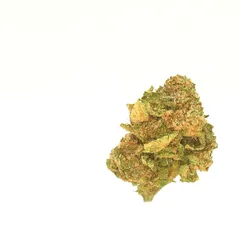 Critical — fleur de CBD indoor — vue 3 sur 3