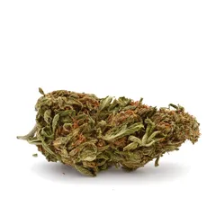 Ganesh — fleur de CBD outdoor — vue 2 sur 4