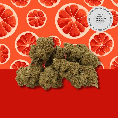 Grapefruit — fleur de CBD greenhouse — vue principale