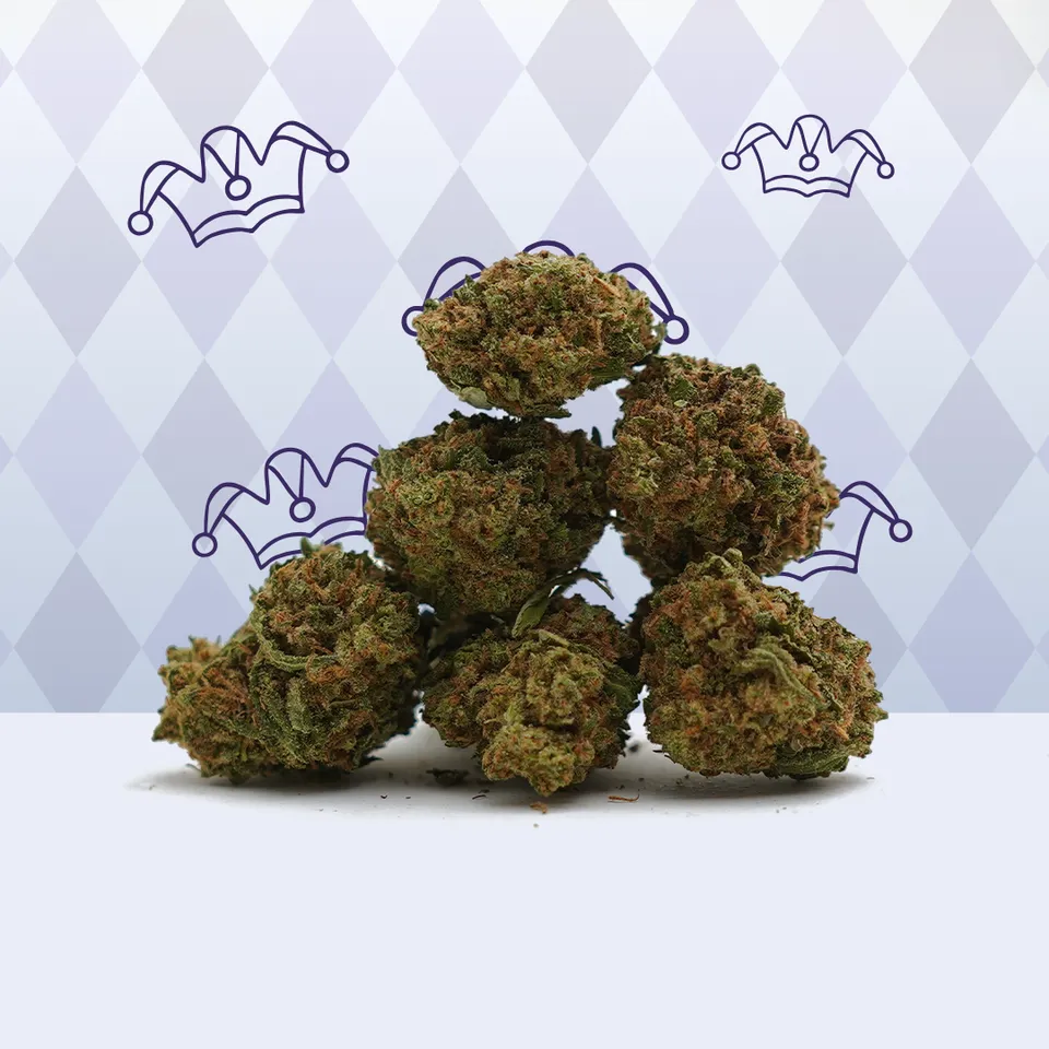 Harlequin — fleur de CBD greenhouse — vue principale