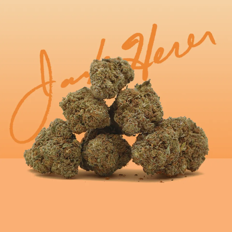 Jack Herer — fleur de CBD greenhouse — vue principale