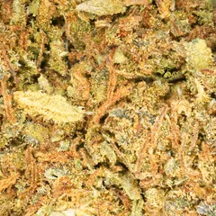 Jack Herer — fleur de CBD greenhouse — vue 2 sur 3