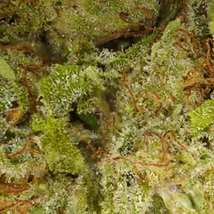 Plutonium — fleur de CBD hydroponique — vue 2 sur 2