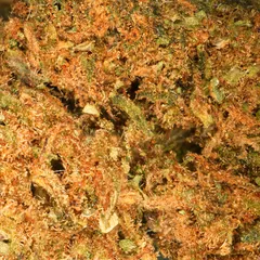 Amnesia Small Buds — fleur de CBD — vue 2 sur 3
