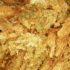 Lemon Small Buds — fleur de CBD — vue 2 sur 2