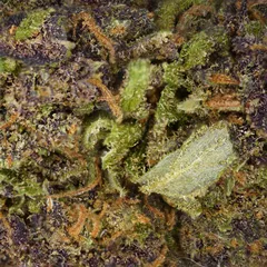 Rainbow Runtz — fleur de CBD indoor — vue 2 sur 3
