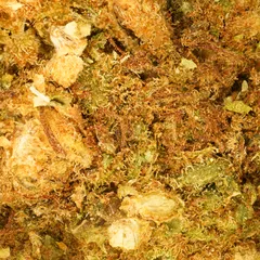 Super Skunk — fleur de CBD greenhouse — vue 2 sur 3