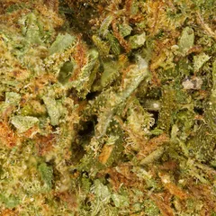 Wedding Cake — fleur de CBD indoor — vue 2 sur 3