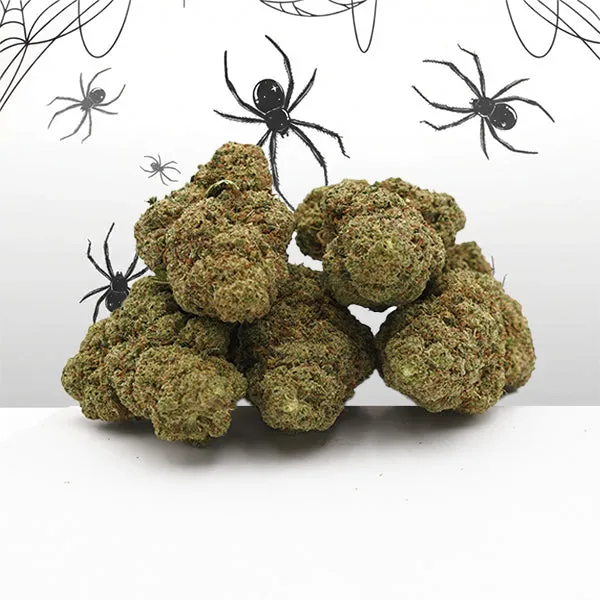 White Widow — fleur de CBD indoor — vue principale
