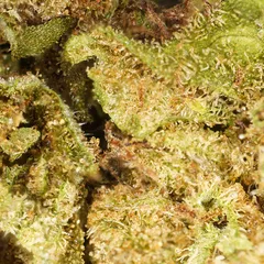 White Widow — fleur de CBD indoor — vue 2 sur 3