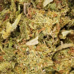 Grapefruit — fleur de CBD greenhouse — vue 2 sur 2